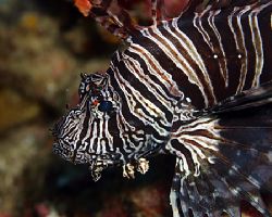 Lionfish. King of both the jungle and the sea. Indonesia by Michael Canzoniero 